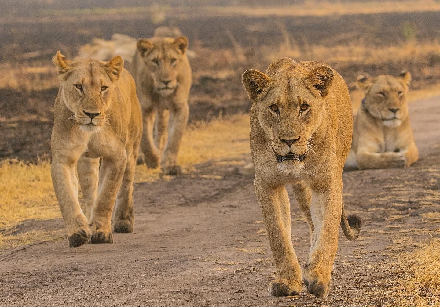 A Pride of Lions in Akagera National Park Rwanda