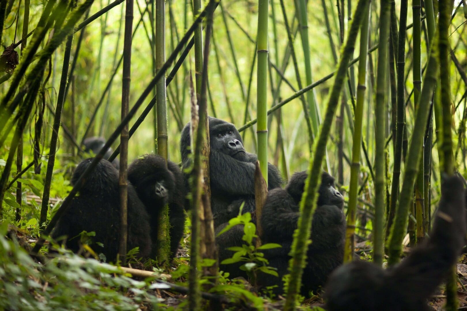 Gorillas in Bamboos