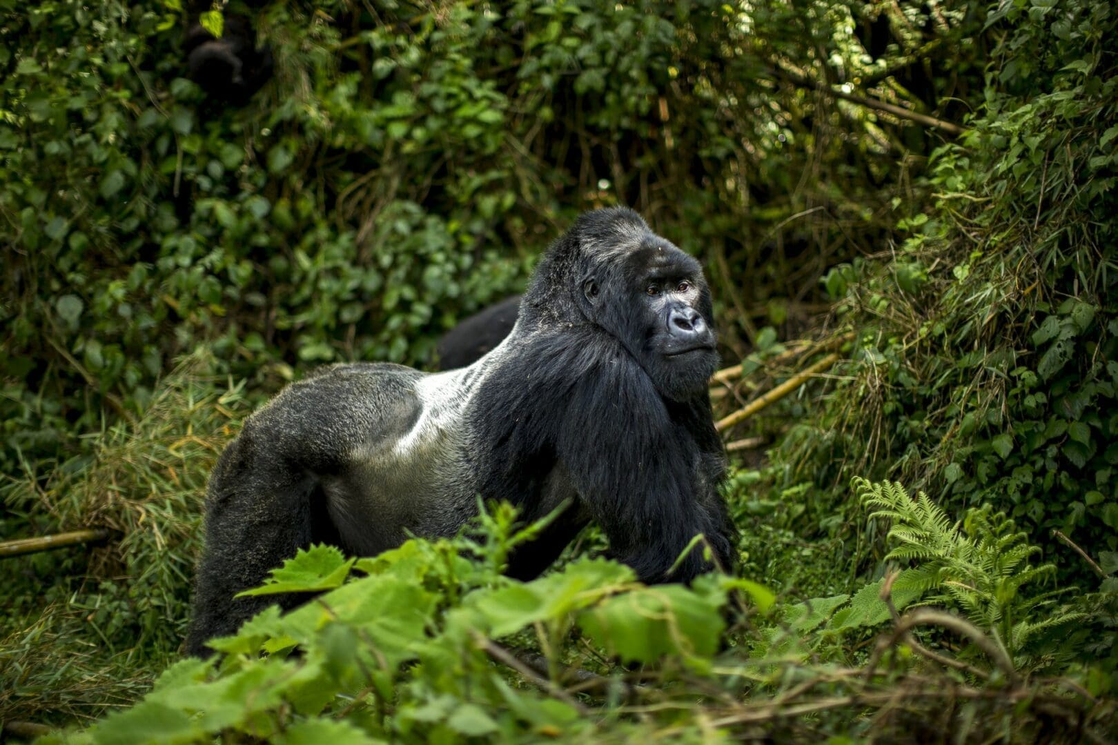 Silverback Gorilla Posing