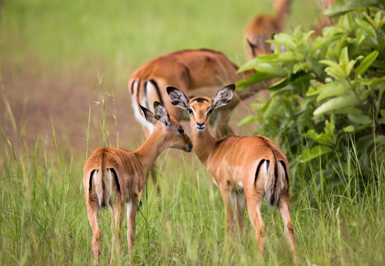 Young Impala in Akagera National Park